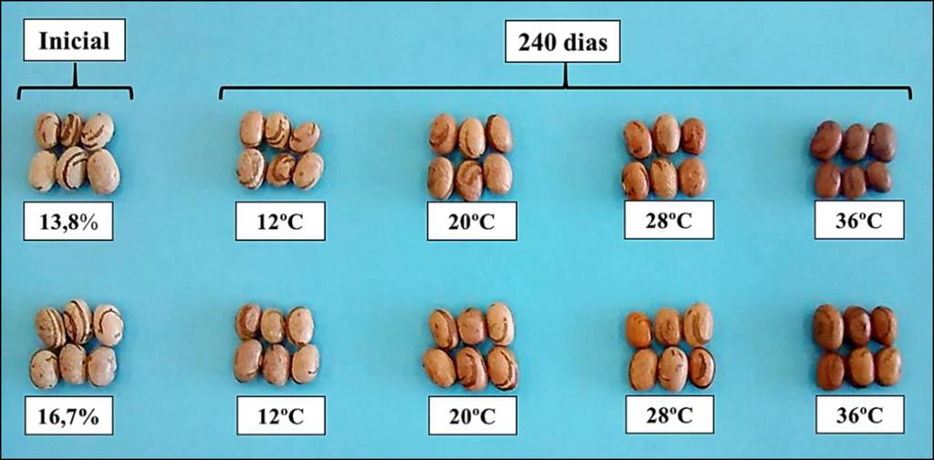 Figura 16. Aparência visual dos grãos de feijão carioca armazenados por 240