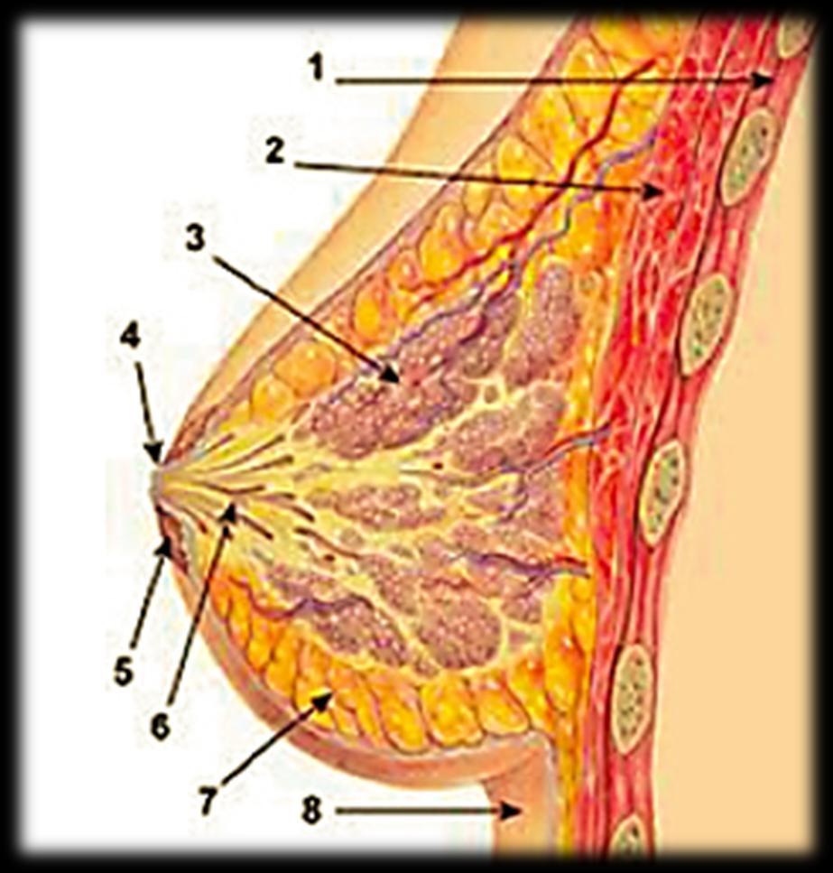 Anatomia da mama A mama feminina é constituída por um corpo glandular que repousa sobre a parede do tórax.