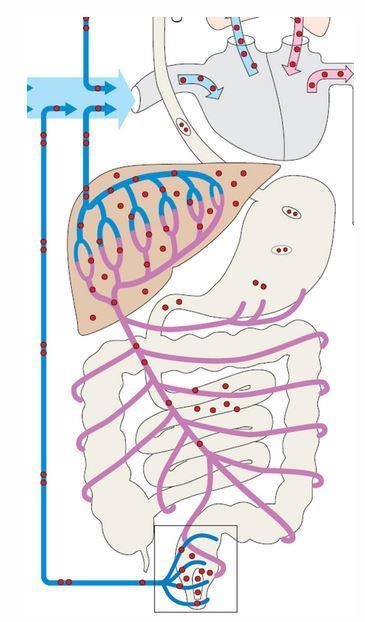 Metabolismo É a biotransformação que ocorre no fígado.