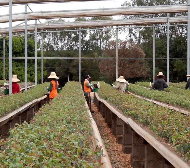 Tipos de certificação Atesta que o manejo florestal (operações florestais) é conduzido de forma responsável, ou seja, seguindo os princípios e critérios de responsabilidade social e ambiental