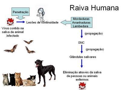 O vírus penetra no organismo, multiplica -se no ponto de inoculação, atinge o sistema nervoso periférico e, posteriormente, o sistema nervoso central.