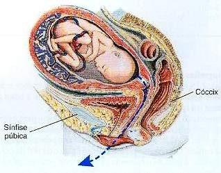 Canal de Parto: para que se possa entender como ocorre o parto, é necessário