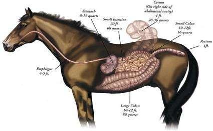 Intestino