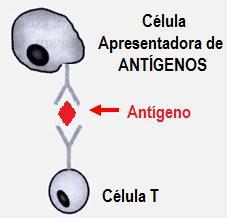Oligoclonal (1 em 10 4-10 5 células T reconhece o