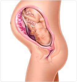 38ª a 40ª Semanas A última aquisição motora oral do feto é por volta da 38ª semana, quando ele protrai a língua em resposta a um toque perioral.
