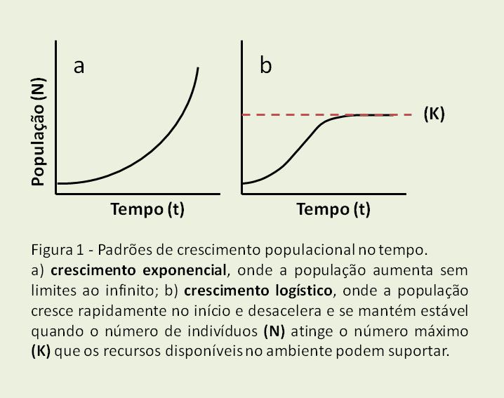 No SIMCANA, (década 80 Pereira &Machado- IAC) taxas de fotossíntese, respiração e crescimento são simuladas em função das condições diárias de radiação