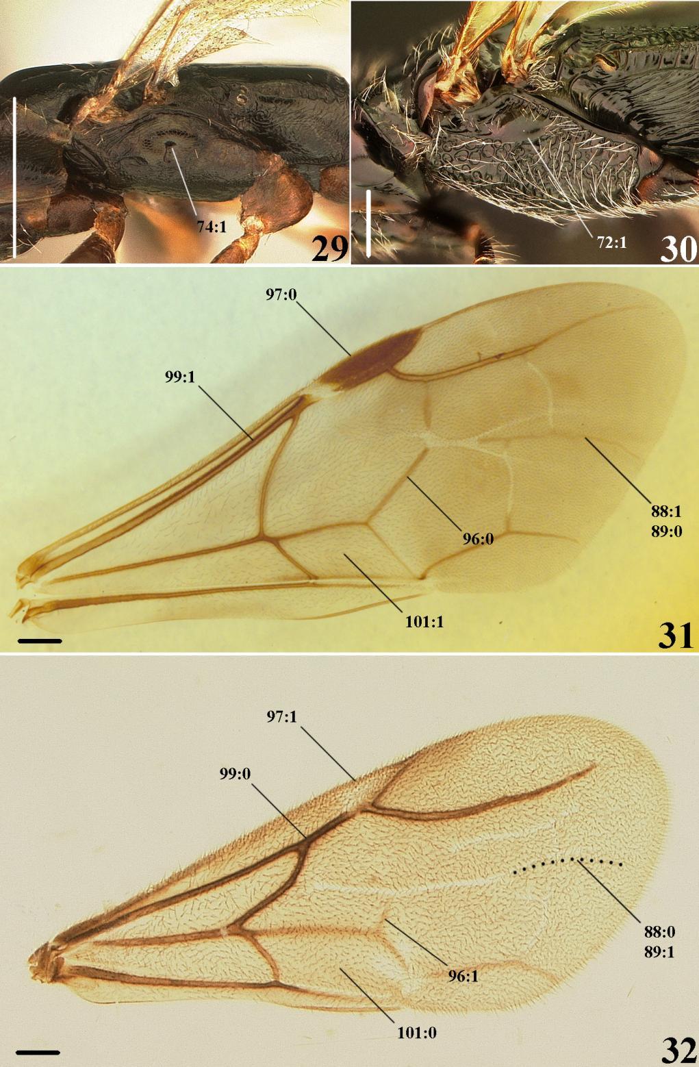 48 Figuras 29 32. Caracteres da mesopleura e asa. 29 30. Mesopleura lateral. 29. Foenobethylus gracilis. 30. Kathepyris sp 1.