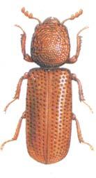 18 2.3.1 Rhyzopertha dominica(coleoptera: Bostrichidae) Também conhecida como besouro-dos-cereais, R. dominica (Figura 2.