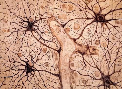 Tipos de células que compõem o sistema nervoso: 2) GLIÓCITOS OU GLIAIS TIPOS PROTEGEM, ENVOLVEM E NUTREM OS NEURÔNIOS -
