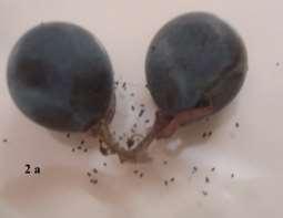 Figura 2. Traças de C. gnidiella alimentando-se de bagas de uva cultivar Alicante (2a) e detalhe do adulto (2b).