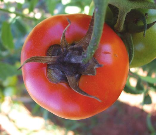 Lesões decorrente do ataque de Alternaria spp., ainda na fase inicial de desenvolvimento, podem ser confundidas com lesões causadas pelo fungo Septoria lycopercisi, comum em tomateiro. Figura.