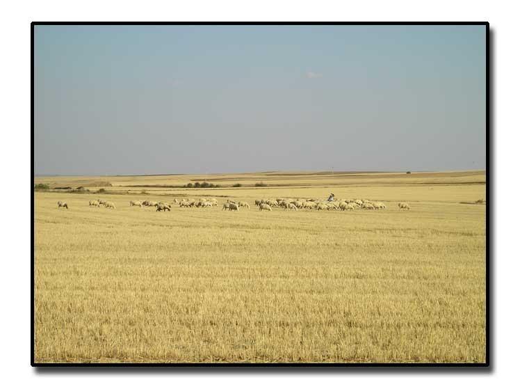 Tierra de Campos, O relevo arxiloso é basicamente horizontal, xa Castela-León que o modelado ten lugar sobre terreos que non foron afectados por