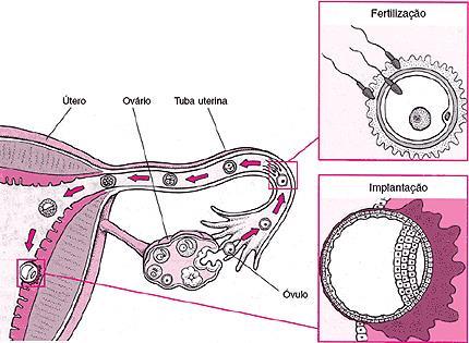 Placenta do embrião produz HCG (gonadotrofina coriônica) que
