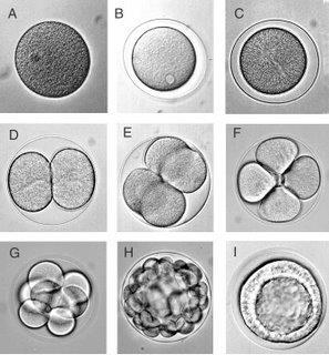 Desenvolvimento embrionário: A. ovócito. B. zigoto ou ovo. C. início da primeira clivagem. D.