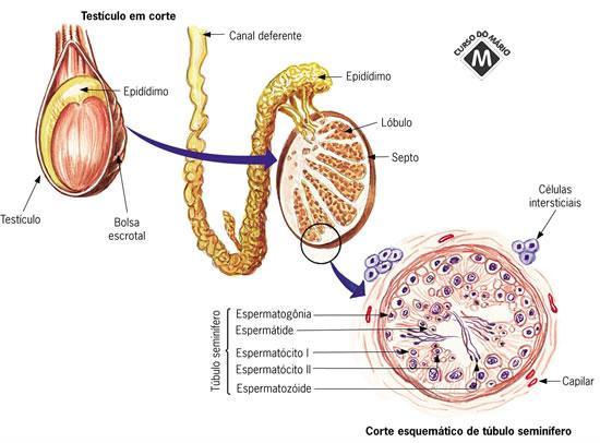 Células intersticiais