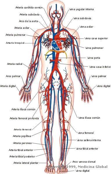 Anatomia o CORAÇÃO o