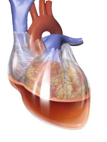 Lesão mais frequente associadas a choque cardiogênico Pneumotórax: devido