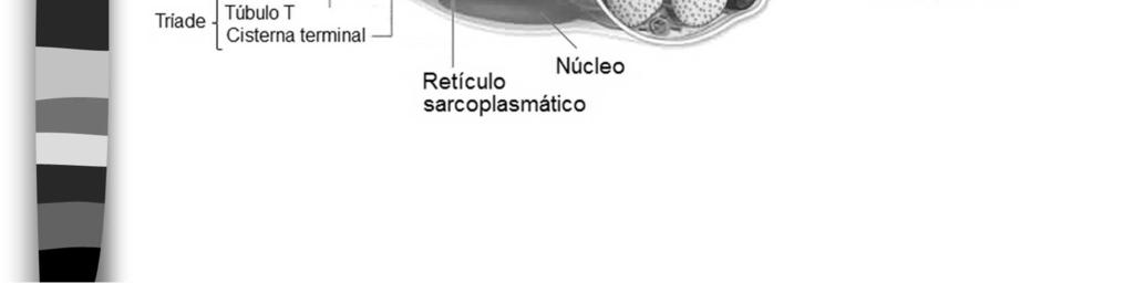 No músculo esquelético, cada túbulo T está ligado a dois retículos sarcoplasmáticos, formando uma tríade.