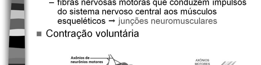 Uma junção neuromuscular (ou sinapse neuromuscular) é uma região de sinapse química entre