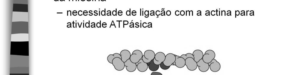 Durante o repouso, o ATP liga-se à ATPase das cabeças da miosina.