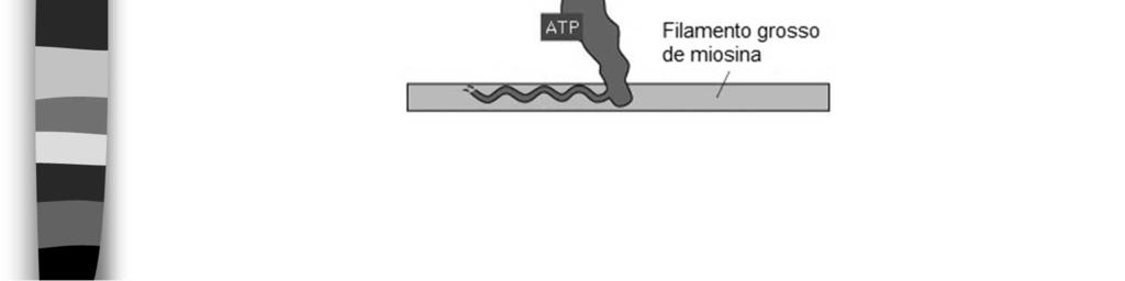 No músculo em repouso a miosina não pode associar-se à actina devido à repressão do local de ligação pelo complexo