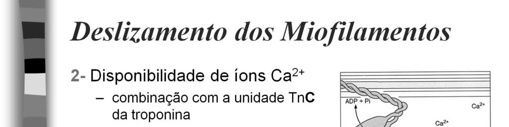 Como resultado, ocorre hidrólise do ATP em ADP+ Pi