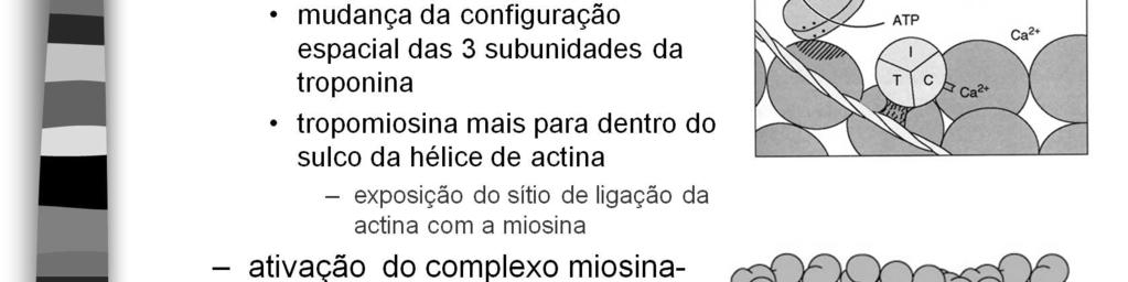 Ocorre então uma deformação da cabeça e da parte da cauda