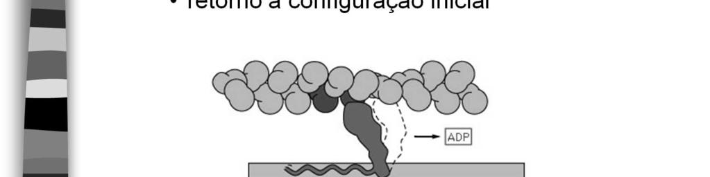 Embora o filamento grosso possua um elevado número de cabeças de miosina, em cada movimento de contração apenas um pequeno número de cabeças alinhase com os locais de combinação com a actina.