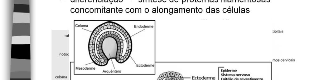 Sua diferenciação ocorre pela síntese de proteínas filamentosas,