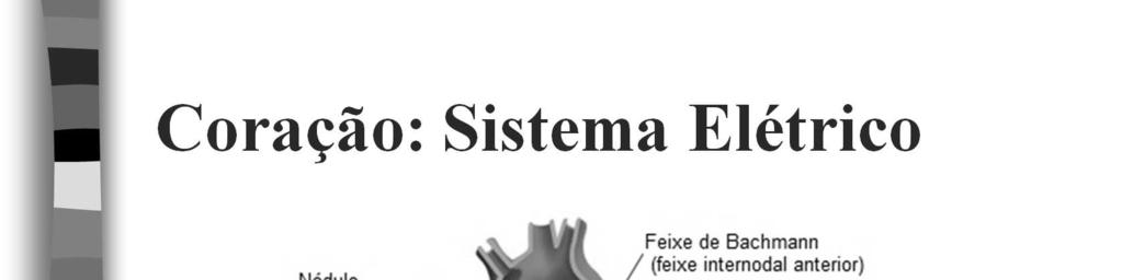 O nódulo sinoatrial está situado na parede lateral superior do átrio direito, próximo à abertura da veia cava superior.