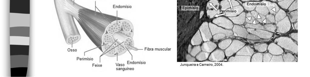 Assi, o perimísio envolve os feixes de fibras. Cada fibra muscular individualmente é envolvida pelo endomísio, que é formado pela lâmina basal da fibra muscular, associada a fibras reticulares.