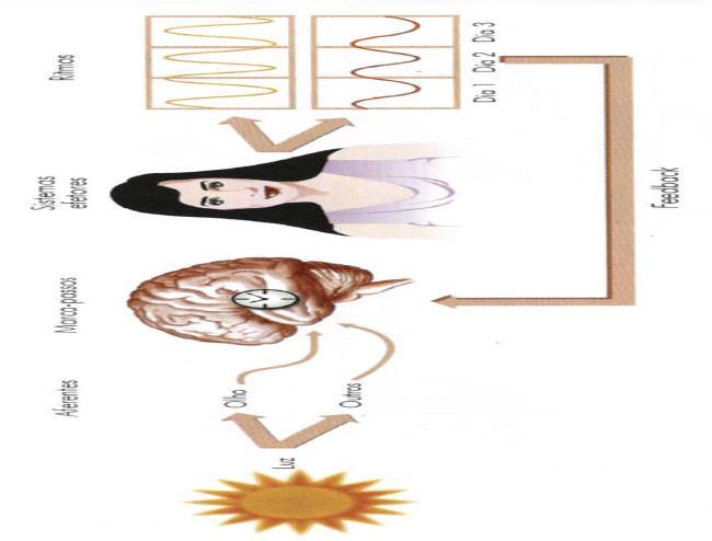 Sistemas Temporizadores: aferentes, marca-passos e eferentes Induzem certas funções e comportamentos a operar em ritmos bem sincronizados com os