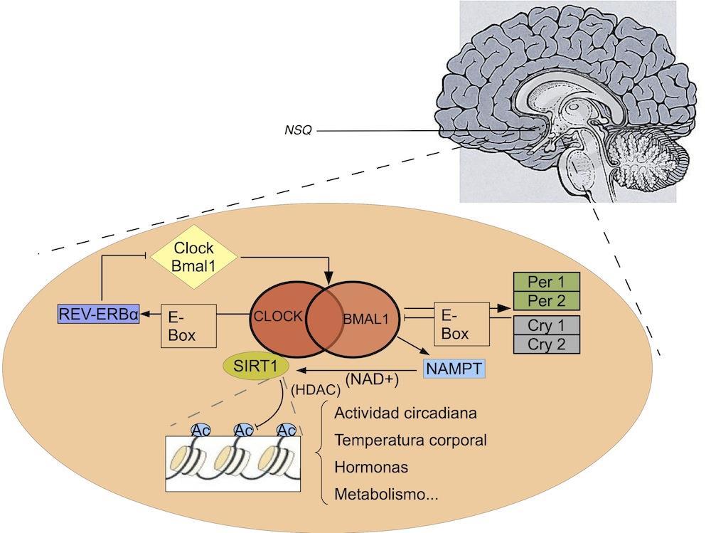 Mecanismos de retroalimentação no Relógio Circadiano Retroalimentação positiva e negativa dos genes CLOCK e BMAL1 para a expressão dos genes per (period), cry (cryptochrome) e o receptor REV-ERB.