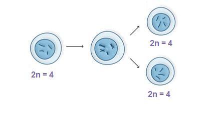 DEFINIÇÃO Tipo de divisão celular em que uma célula da origem a duas