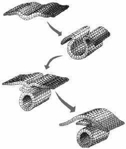 e) nêurula passa pela organogênese, durante a qual a endoderme origina o sistema nervoso e músculos. 29. (UEA AM) A figura ilustra a fase de nêurula de um cordado vertebrado. 32.