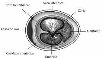 d) A partir do Tubo Neural, serão formados o Cérebro e a Medula. 38. (UEA) A figura representa o embrião de uma ave em desenvolvimento e seus respectivos anexos embrionários.