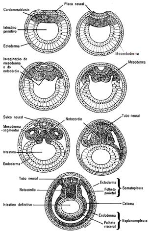 6. NEURULAÇÃO A formação do sistema nervoso é um evento marcante no desenvolvimento embrionário. O estágio em que isso ocorre é denominado nêurula.