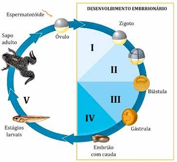 O ectoderma embrionário dá origem a que tipo de tecido e órgãos? a) Epiderme, sistema nervoso central e periférico, a retina do olho.