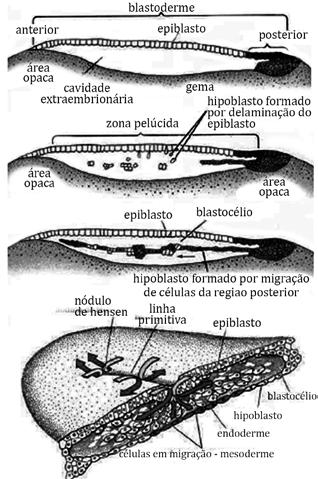 Os folhetos embrionários estão representados pelos números de 1 a 3 e as estruturas A, B, C e D são oriundas do desenvolvimento e diferenciação dos folhetos embrionários.