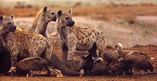 Hyenidae África e Ásia 4 espécies comem carniça, além de predar carniceiros bem desenvolvidos molares