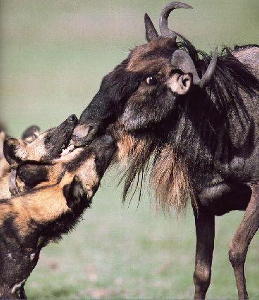 Canidae todo o mundo (- Austrália) 35/6 focinho longo, bom olfato adaptações cursoriais - digitígrados, garras não retrateis - não podem girar a mão