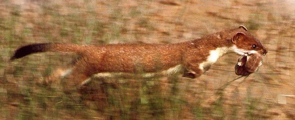 Mustelidae todo o mundo (- Austrália) 59/6 Mephitidae, 13 (2) 200 g (doninhas) até 45 kg (lontra do mar) em geral pequenos, corpo