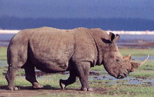 Rhinocerotidae cornos não tem osso solitários/ grupos familiares