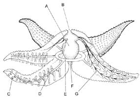 Os equinoides, como os ouriços-do-mar, apresentam, logo após a boca, um conjunto de cinco dentículos, denominado de lanterna-de-aristóteles.
