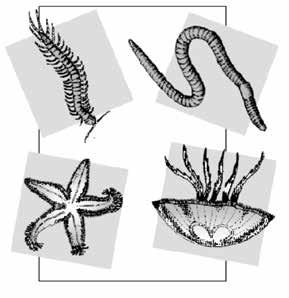 5. (Fuvest) Os equinodermos são animais deuterostômios marinhos que apresentam simetria radial na fase adulta e bilateral na fase de larva.