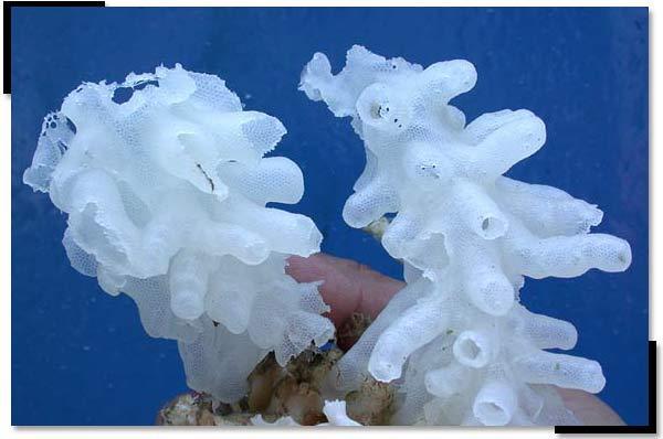 4. SCLEROSPONGIAE (Pequeno numero, marinhas) Todas tipo Leuconóides; AS CLASSES DE ESPONJAS Amebócitos com
