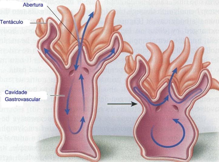 Características gerais: Diblásticos Simetria primária radial Tentáculos ao redor da boca Tecidos verdadeiros (epiderme e gastroderme) Corpo saculiforme Presença de cnidócitos contendo
