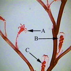 assexuada Larva plânula