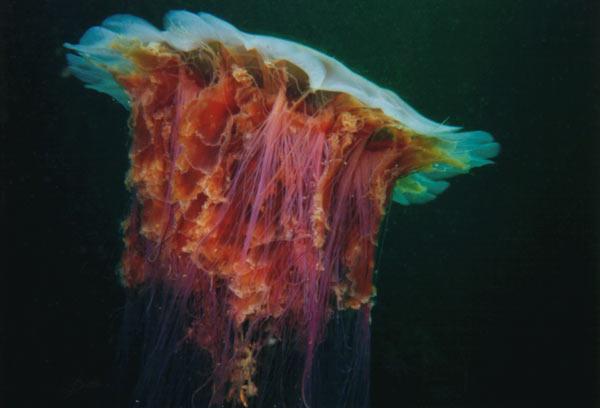Cyanea capillata (medusa