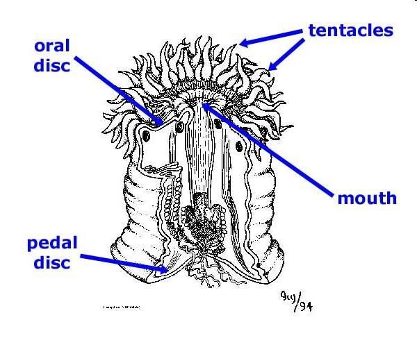 CLASSE ANTHOZOA Disco oral Disco pedal tentáculos farige boca Diferem dos pólipos